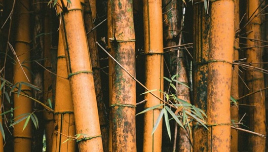 DEVELOPMENT OF LOCAL BAMBOO VALUE CHAIN FOR CONSTRUCTION AND FURNITURE INDUSTRY